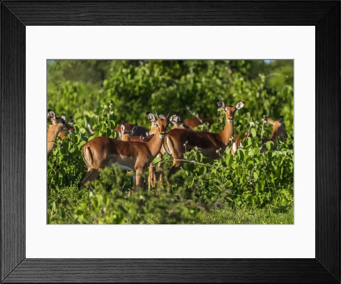 Framed Print : Africa, Tanzania, Loiborsoit. A group of Impalas Framed Print : Africa, Tanzania, Loiborsoit. A group of Impalas