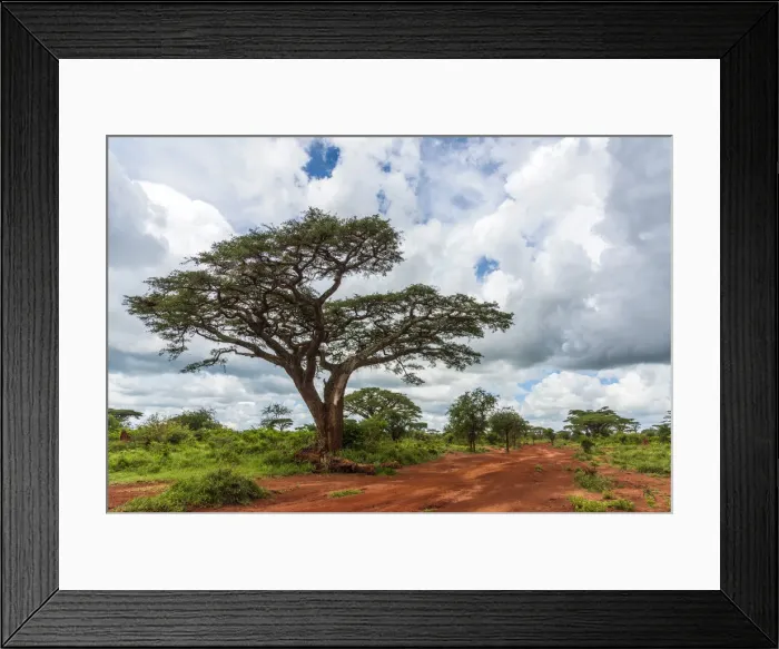Framed Print : Africa, Tanzania, Loiborsoit. Beautiful landscape with umbrella thorn acacia Framed Print : Africa, Tanzania, Loiborsoit. Beautiful landscape with umbrella thorn acacia