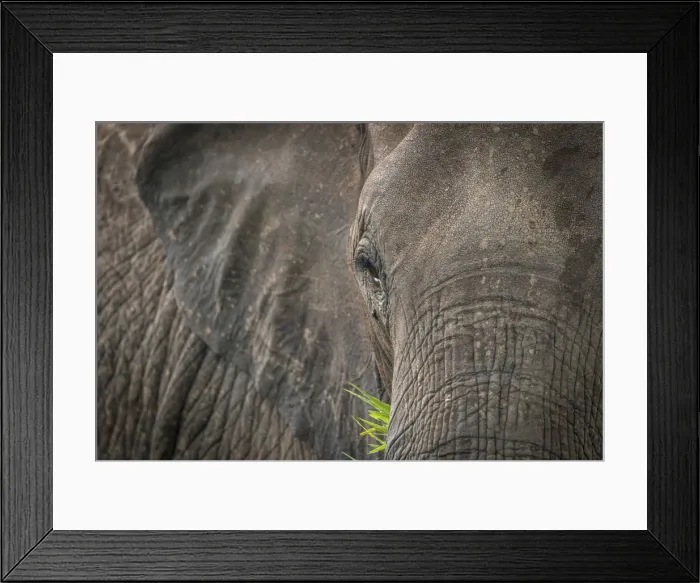 Framed Print : Africa, Tanzania, Mikumi National Park. A portrait of a female elephant Framed Print : Africa, Tanzania, Mikumi National Park. A portrait of a female elephant