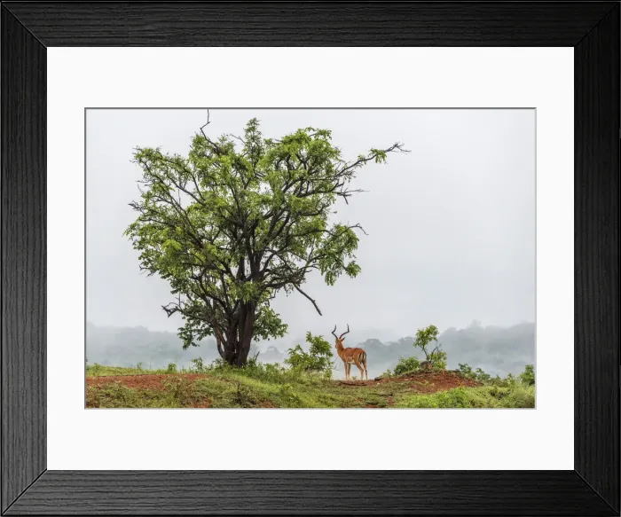 Framed Print : Africa, Tanzania, Mikumi National Park. A beautiful Impala bull looking into the foggy Framed Print : Africa, Tanzania, Mikumi National Park. A beautiful Impala bull looking into the foggy