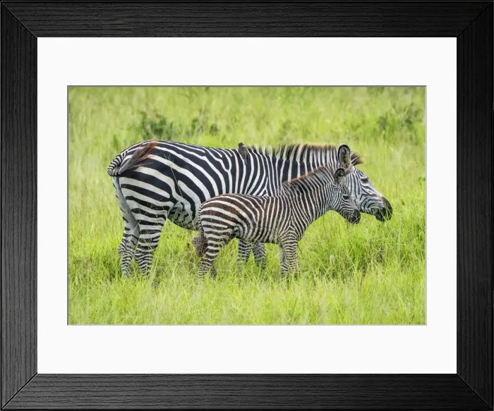 Framed Print : Africa, Tanzania, Mikumi National Park. A mother with her little baby zebra, grazing Framed Print : Africa, Tanzania, Mikumi National Park. A mother with her little baby zebra, grazing