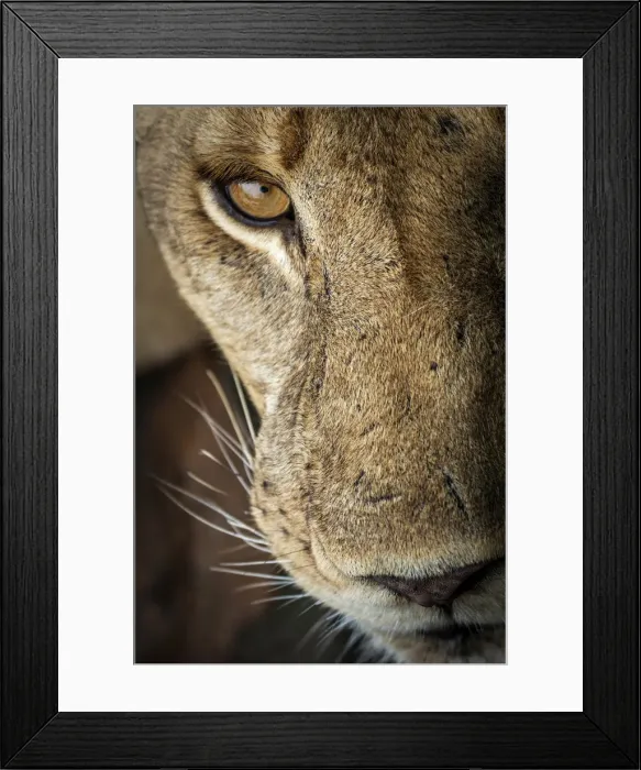 Framed Print : Africa, Tanzania, Selous National Park. A nice portrait of a lioness. National Park Framed Print : Africa, Tanzania, Selous National Park. A nice portrait of a lioness. National Park