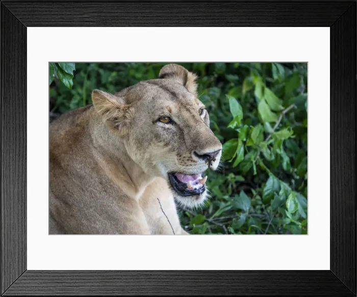 Framed Print : Africa, Tanzania, Selous National Park. A nice portrait of a lioness Framed Print : Africa, Tanzania, Selous National Park. A nice portrait of a lioness