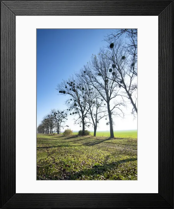 Framed Print : Ukraine, Countryside, Row Of Trees, Farm Land Framed Print : Ukraine, Countryside, Row Of Trees, Farm Land