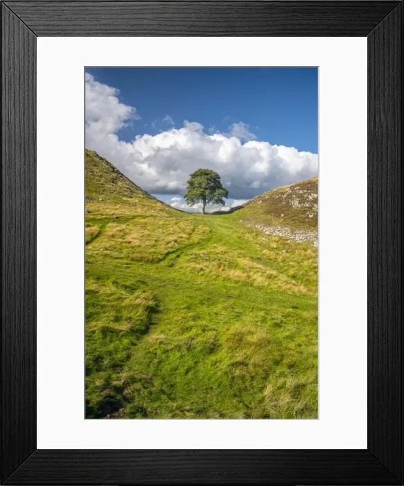 Framed Print : UK, England, Northumberland, Hexham, Henshaw, Hadrians Wall, Sycamore Gap Framed Print : UK, England, Northumberland, Hexham, Henshaw, Hadrians Wall, Sycamore Gap