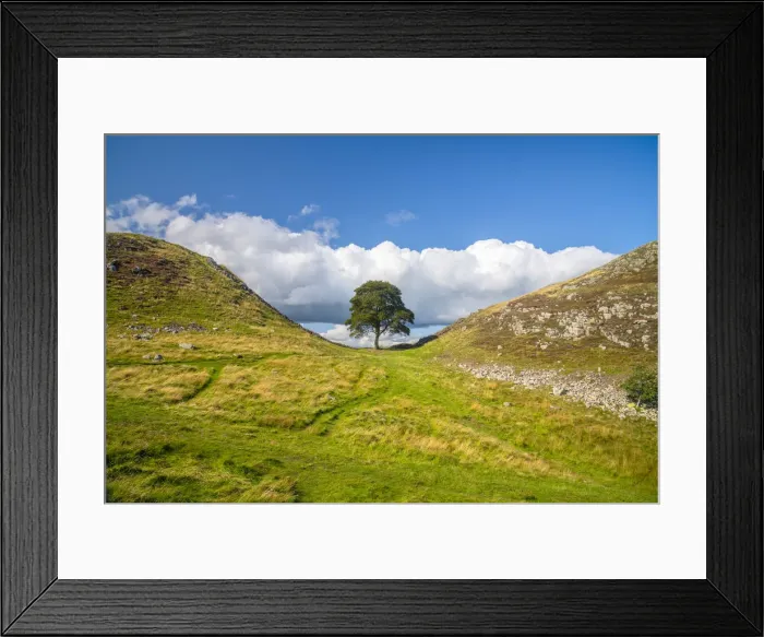 Framed Print : UK, England, Northumberland, Hexham, Henshaw, Hadrians Wall, Sycamore Gap Framed Print : UK, England, Northumberland, Hexham, Henshaw, Hadrians Wall, Sycamore Gap