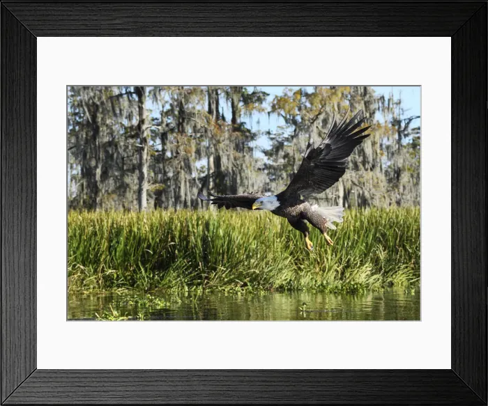 Framed Print : USA, Deep South, Louisiana, Atchafalaya Basin, Bald Eagle in flight