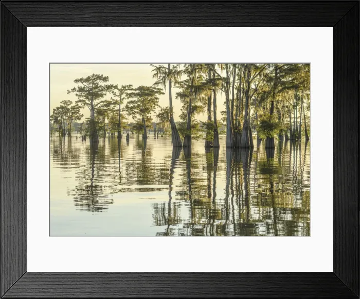 Framed Print : USA; Deep South; Louisiana, Atchafalaya Basin Framed Print : USA; Deep South; Louisiana, Atchafalaya Basin