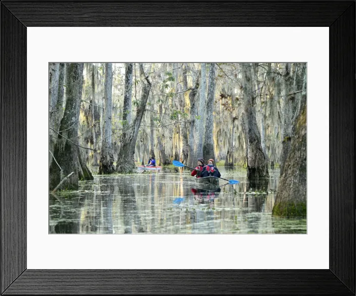 Framed Print : USA; Deep South; Louisiana; St. Martin Parish; Lake Martin Framed Print : USA; Deep South; Louisiana; St. Martin Parish; Lake Martin