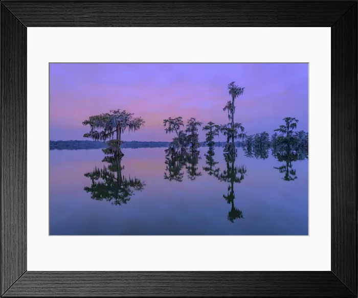 Framed Print : USA, Deep South, Louisiana, St. Martin Parish, Lake Martin Framed Print : USA, Deep South, Louisiana, St. Martin Parish, Lake Martin