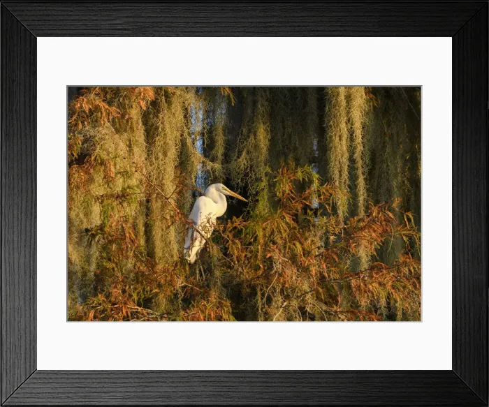 Framed Print : USA; Deep South; Louisiana; St. Martin Parish; Lake Martin; Great egret