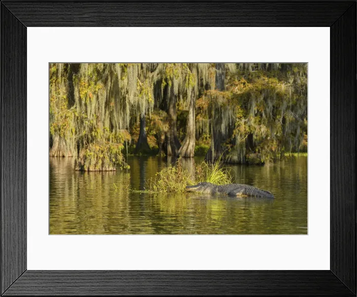 Framed Print : USA; Deep South; Louisiana; St. Martin Parish; Lake Martin; American Alligator Framed Print : USA; Deep South; Louisiana; St. Martin Parish; Lake Martin; American Alligator