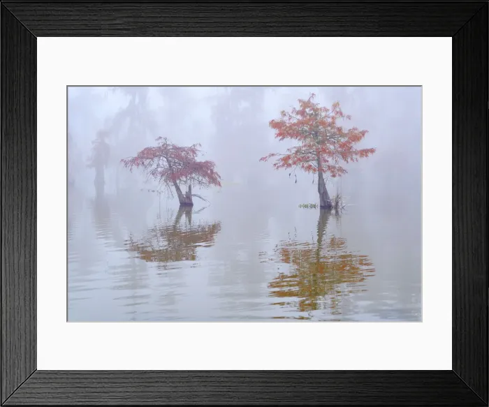 Framed Print : USA; Deep South; Louisiana; St. Martin Parish; Lake Martin; Cypress swamp in autumn