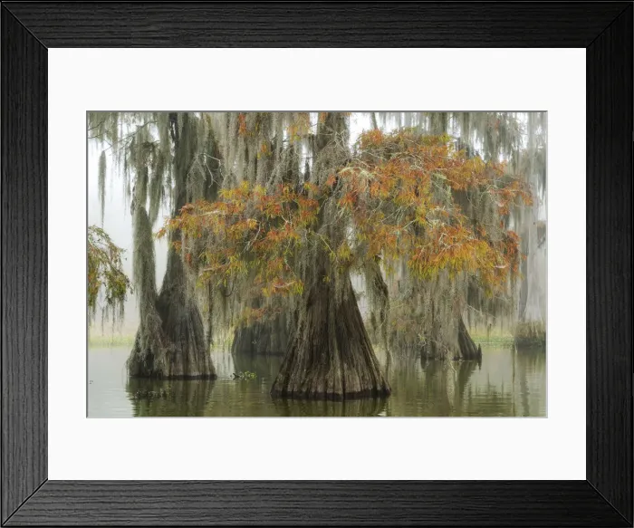 Framed Print : USA, Deep South, Louisiana, St. Martin Parish, Lake Martin