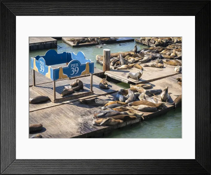 Framed Print : High angle view of California sea lions relaxing at Pier 39 on sunny day, San Francisco Framed Print : High angle view of California sea lions relaxing at Pier 39 on sunny day, San Francisco