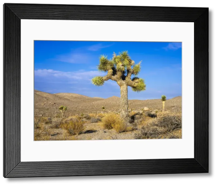 Framed Print : Joshua tree growing in desert of Death Valley National Park, Eastern California