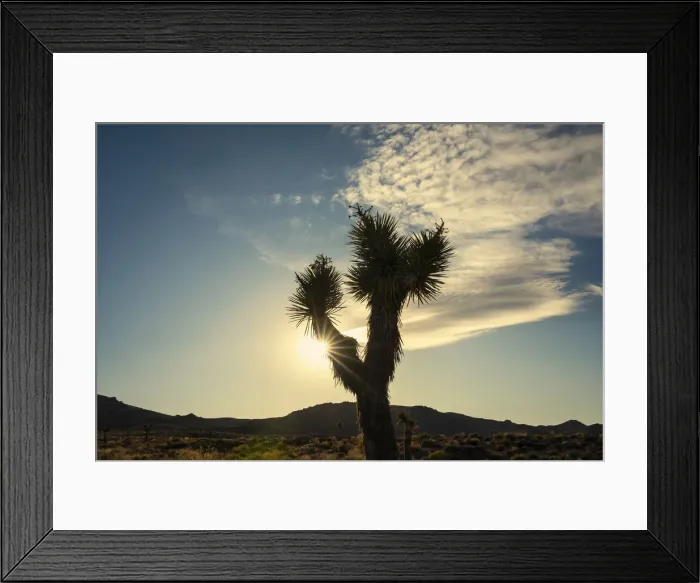 Framed Print : Silhouette of Joshua tree growing in desert of Death Valley National Park during sunset Framed Print : Silhouette of Joshua tree growing in desert of Death Valley National Park during sunset