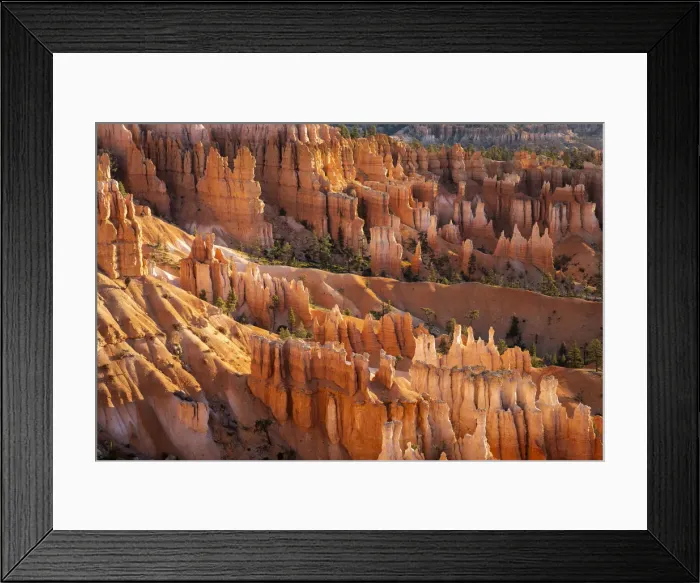 Framed Print : Hoodoos in Bryce Canyon amphitheater after sunrise, Sunset Point Framed Print : Hoodoos in Bryce Canyon amphitheater after sunrise, Sunset Point