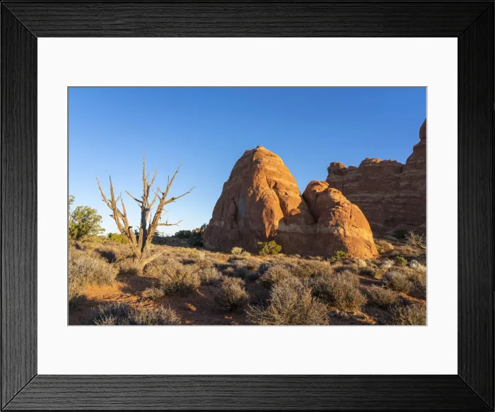 Framed Print : Rock formation and a bare tree illuminated by rising sun, Skyline Arch Trail Framed Print : Rock formation and a bare tree illuminated by rising sun, Skyline Arch Trail