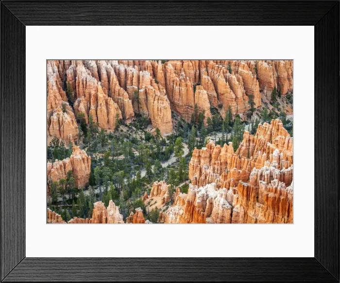 Framed Print : Forest in Bryce canyon surrounded by hoodoos, Bryce Point, Bryce Canyon National Park Framed Print : Forest in Bryce canyon surrounded by hoodoos, Bryce Point, Bryce Canyon National Park