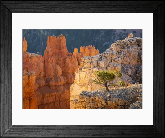 Framed Print : Tree growing on a rock, Sunset Point, Bryce Canyon National Park, Utah, USA Framed Print : Tree growing on a rock, Sunset Point, Bryce Canyon National Park, Utah, USA