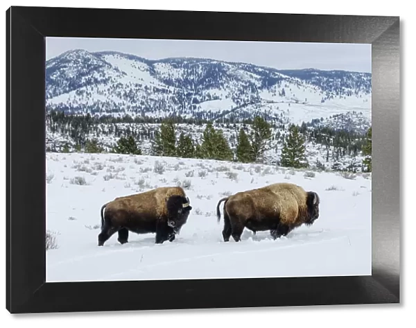 USA, Rocky Mountains, Wyoming, Yellowstone National Park, UNESCO, World Heritage, Bison