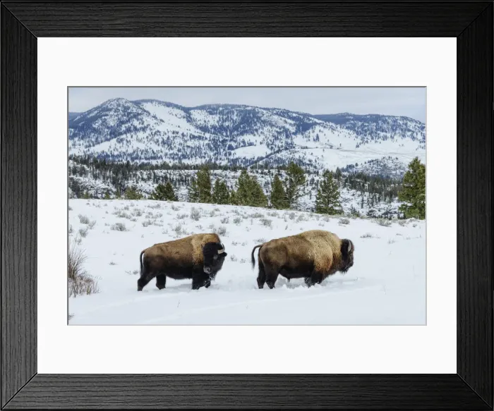Framed Print : USA, Rocky Mountains, Wyoming, Yellowstone National Park, UNESCO, World Heritage, Bison Framed Print : USA, Rocky Mountains, Wyoming, Yellowstone National Park, UNESCO, World Heritage, Bison
