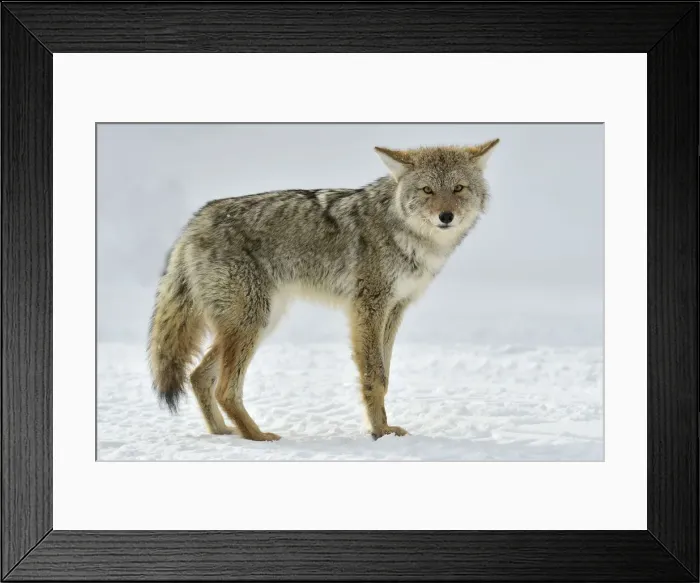 Framed Print : USA; Rocky Mountains; Wyoming; Yellowstone National Park; UNESCO; World Heritage