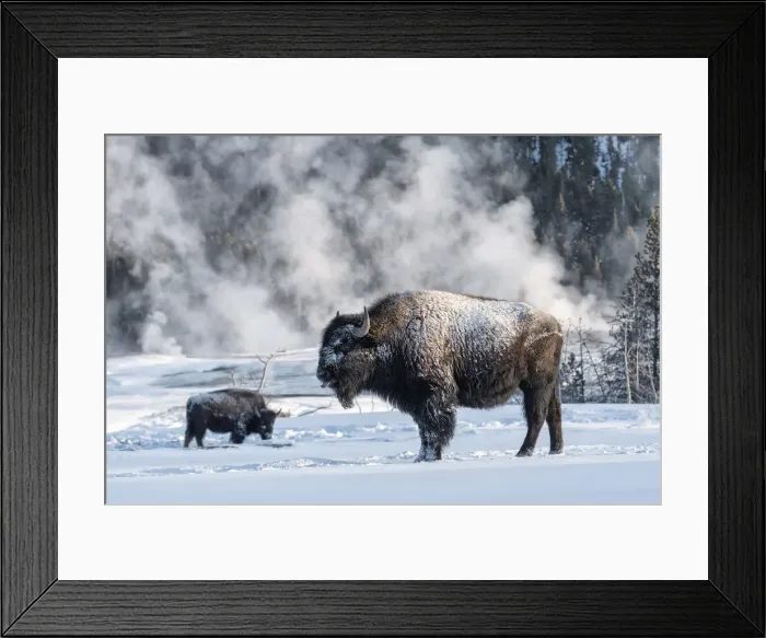 Framed Print : USA, Rocky Mountains, Wyoming, Yellowstone National Park, Bison, Bison in snow Framed Print : USA, Rocky Mountains, Wyoming, Yellowstone National Park, Bison, Bison in snow