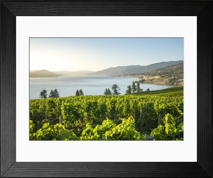 Framed Print : Okanagan Valley, vineyards near Penticton, British Columbia, Canada