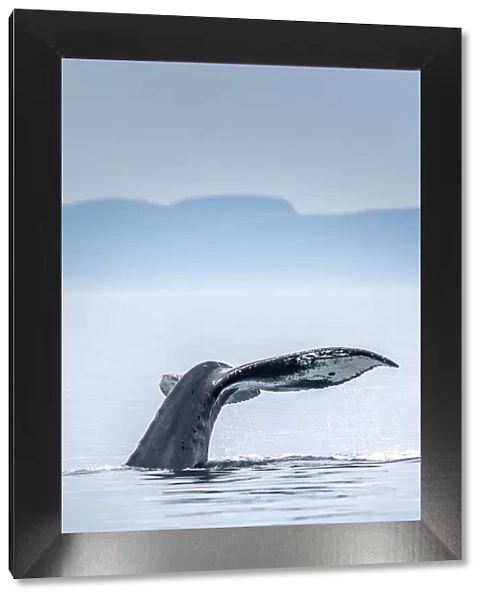 Canada, British Columbia, Victoria. Humpback whale tail