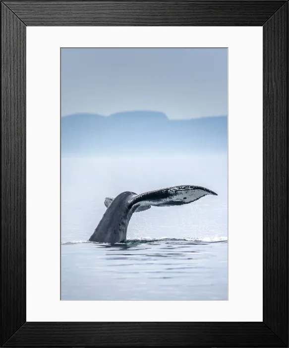 Framed Print : Canada, British Columbia, Victoria. Humpback whale tail Framed Print : Canada, British Columbia, Victoria. Humpback whale tail