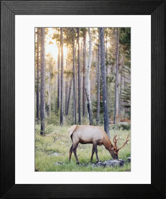 Framed Print : Wild Elk in Jasper National Park at sunset. Canadian Rockies, Alberta, Canada Framed Print : Wild Elk in Jasper National Park at sunset. Canadian Rockies, Alberta, Canada