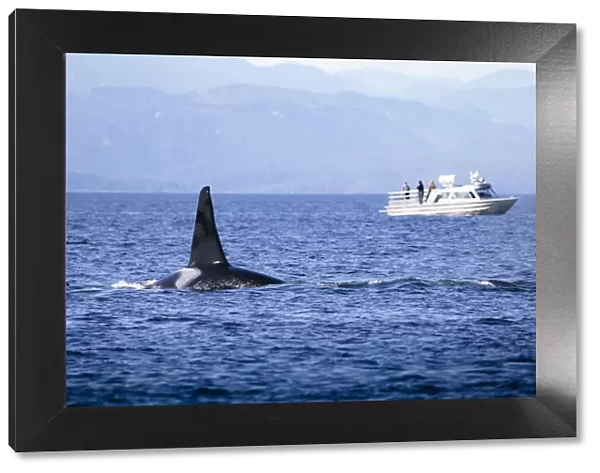 Wild Killer Whale Watching at Vancouver Island, British Columbia, Canada