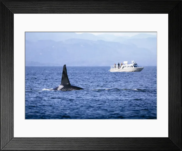 Framed Print : Wild Killer Whale Watching at Vancouver Island, British Columbia, Canada Framed Print : Wild Killer Whale Watching at Vancouver Island, British Columbia, Canada