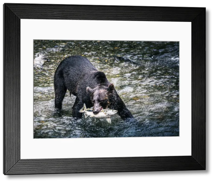 Framed Print : Black bear catching wild alaskan salmon at Fish Creek, Hyder near Stewart border, Alaska Framed Print : Black bear catching wild alaskan salmon at Fish Creek, Hyder near Stewart border, Alaska
