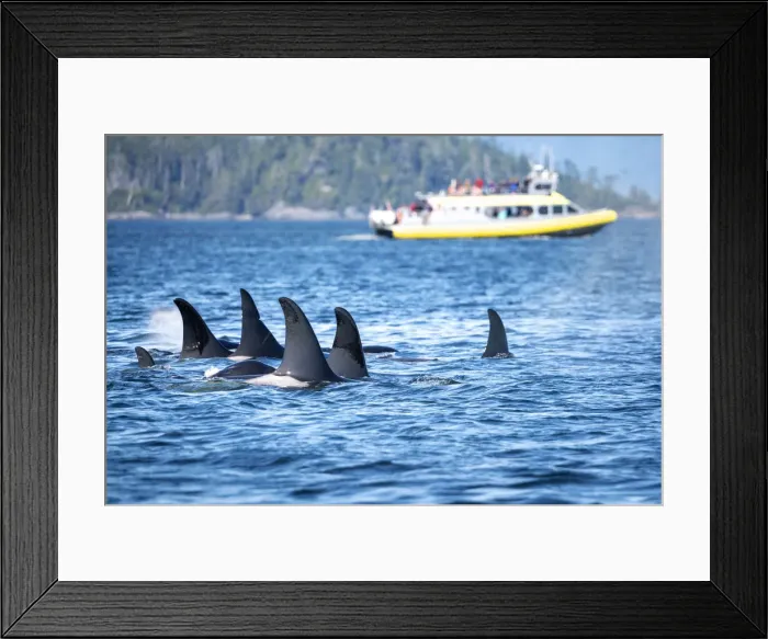 Framed Print : Wild Killer Whale Watching at Vancouver Island, British Columbia, Canada. Pod and boat Framed Print : Wild Killer Whale Watching at Vancouver Island, British Columbia, Canada. Pod and boat