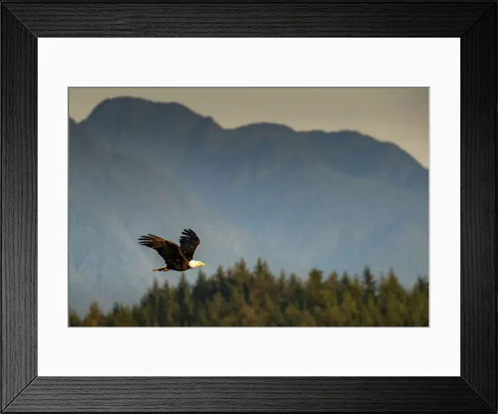 Framed Print : Bald eagle flying on Vancouver Island, British Columbia, Canada Framed Print : Bald eagle flying on Vancouver Island, British Columbia, Canada