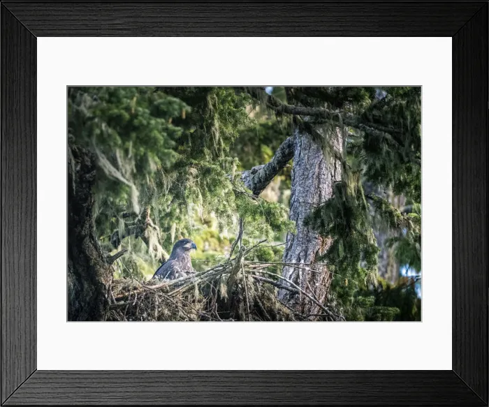 Framed Print : Young bald eagle in the nest, Vancouver Island, British Columbia, Canada Framed Print : Young bald eagle in the nest, Vancouver Island, British Columbia, Canada