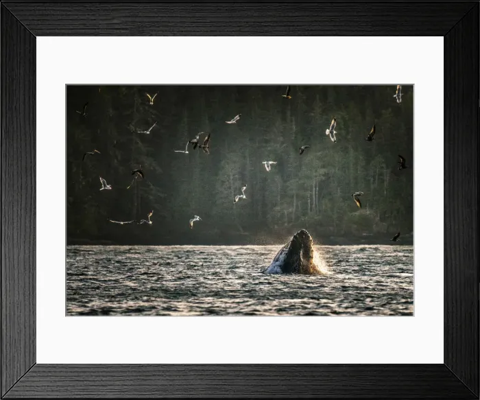 Framed Print : Wild Humpback Whale feeding at broughton archipelago, Vancouver Island, British Columbia Framed Print : Wild Humpback Whale feeding at broughton archipelago, Vancouver Island, British Columbia