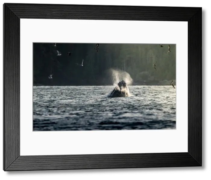Framed Print : Wild Humpback Whale feeding at broughton archipelago, Vancouver Island, British Columbia Framed Print : Wild Humpback Whale feeding at broughton archipelago, Vancouver Island, British Columbia