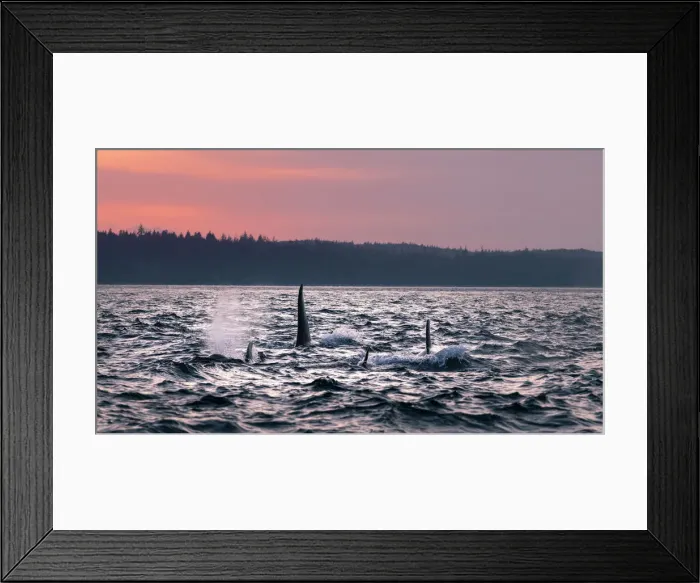 Framed Print : Wild Killer Whale Watching at Vancouver Island, British Columbia, Canada. Sunset