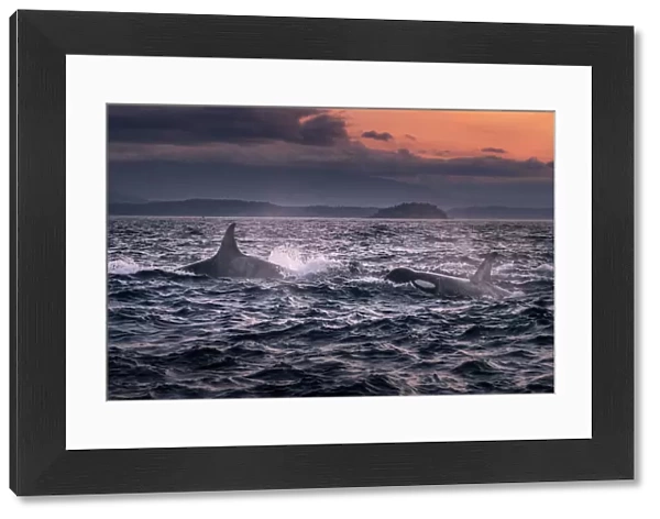 Wild Killer Whale Watching at Vancouver Island, British Columbia, Canada. Sunset