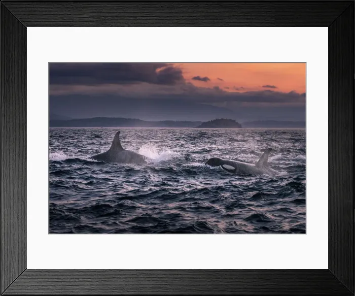Framed Print : Wild Killer Whale Watching at Vancouver Island, British Columbia, Canada. Sunset