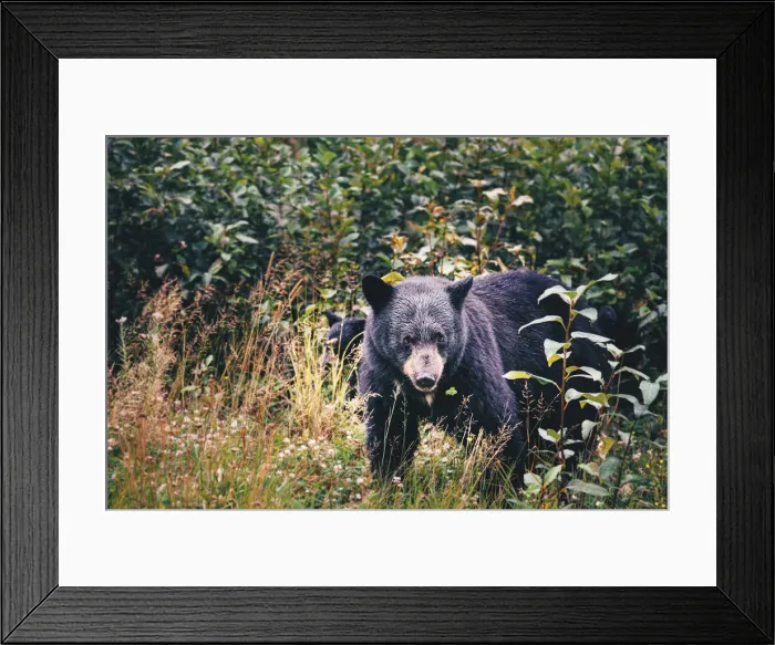 Framed Print : Black bear and cub in the forest, close up. Stewart, British Columbia, Canada Framed Print : Black bear and cub in the forest, close up. Stewart, British Columbia, Canada