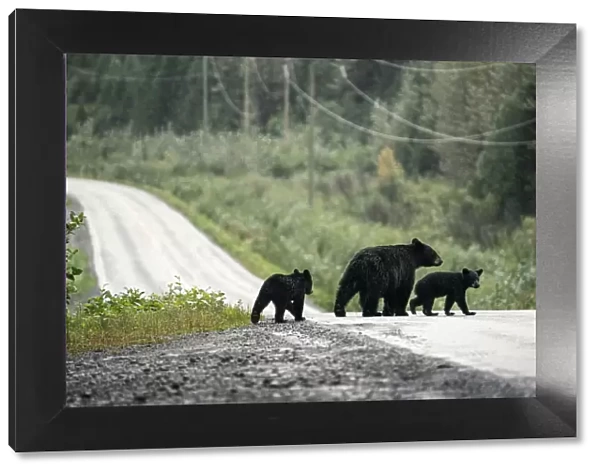 Black bear family with cubs crossing road, Stewart, British Columbia, Canada