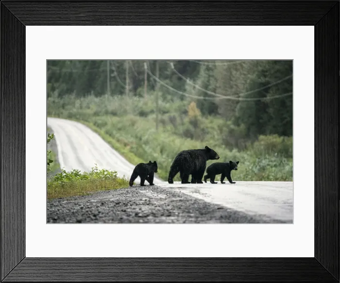 Framed Print : Black bear family with cubs crossing road, Stewart, British Columbia, Canada
