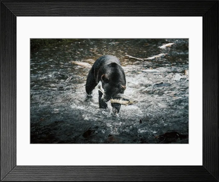 Framed Print : Black bear catching wild alaskan salmon at Fish Creek, Hyder near Stewart border, Alaska Framed Print : Black bear catching wild alaskan salmon at Fish Creek, Hyder near Stewart border, Alaska