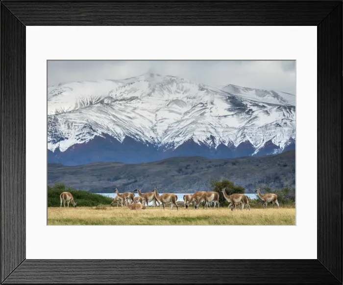 Framed Print : Guanaco herd in front of snowcapped mountains, Laguna Azul Framed Print : Guanaco herd in front of snowcapped mountains, Laguna Azul