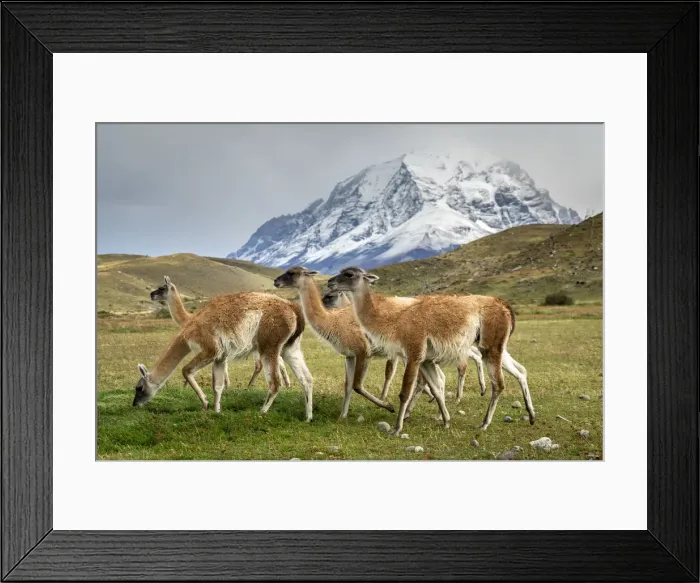 Framed Print : Guanaco herd in front of snowcapped mountains, Torres del Paine National Park Framed Print : Guanaco herd in front of snowcapped mountains, Torres del Paine National Park